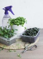 Assortment of micro greens on wooden table photo