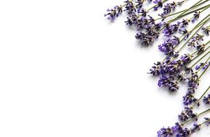 Fresh flowers of lavender bouquet, top view on white background photo