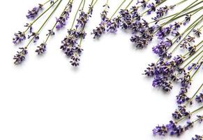 Fresh flowers of lavender bouquet, top view on white background photo