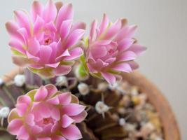 grupo de gymnocalycium cactus flor rosa delicada flor de pétalo foto