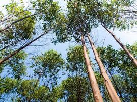 Ver en la copa de los árboles de eucalipto en las tierras de cultivo