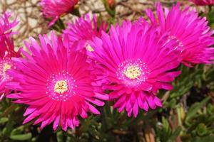 Pink flower background photo