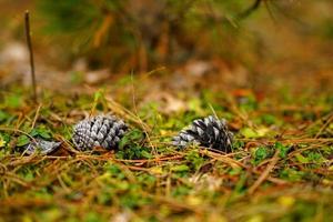 Cones on the ground in the autumn forest photo