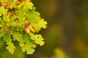 Branches of acorn trees on a blurred background photo