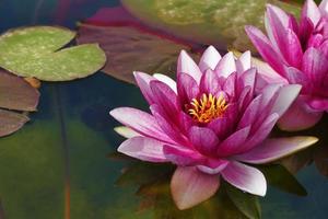 Beautiful lotus background photo