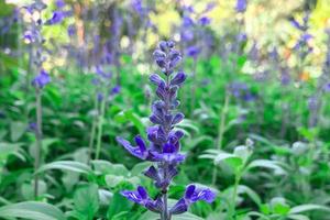 Flowers blooming in the garden in the morning photo