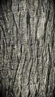 Old tree bark texture background photo