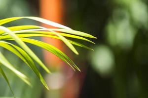 The fresh green leaves in the morning sun photo