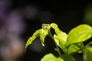 The fresh green leaves in the morning sun photo