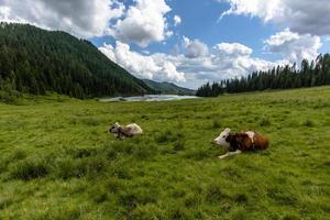 Los dolomitas reflejados en el lago Calaita y pastos con vacas en San Martino di Castrozza, Trento, Italia foto