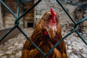 Close up of a red hen in San Martino di Castrozza, Trento, Italy