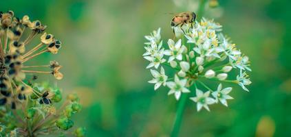 Small wild bee on flowering wild garlic allium ursinum