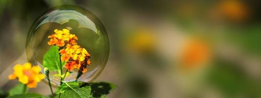 Imagen de fondo de lantana camara cubierta por una bola de cristal