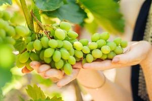 mano de mujer sostiene uvas verdes en verano foto