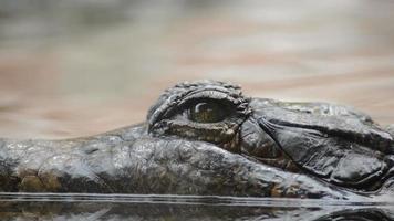 Eye of crocodile, false gharial or tomistoma, looking to camera video