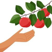 Hand and apple tree branch. Picking apples. Harvesting. vector