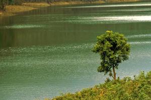 árbol solitario en pendiente foto