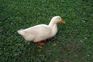 White Duck on Grass photo