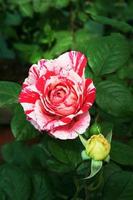 Multi-shade Rose Flower
