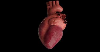Human heart beating. Loop video