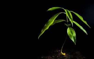 Hojas de plántula de plantas kopsia medicinal joven en la naturaleza foto