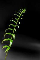 Freshness Fern leaf on black background photo