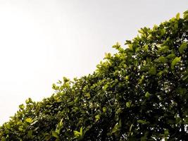 The top edge of the tall tree fence photo