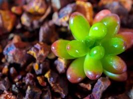 Planta suculenta stonecrop, hojas frescas detalle de sedum rubrotinctum foto