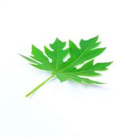 Papaya leaf isolated on a white background photo