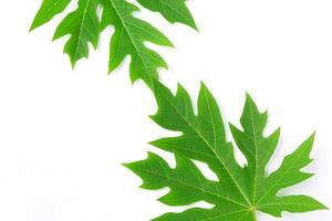 Papaya leaf isolated on a white background photo