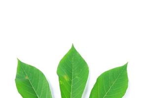 Cassava leaves isolated on a white background photo