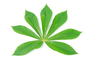 Cassava leaves isolated on a white background photo