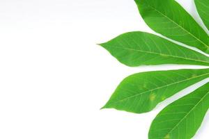 Cassava leaves isolated on a white background photo