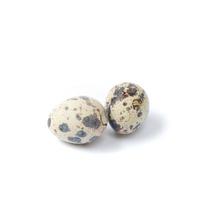 Quail eggs isolated on a white background photo