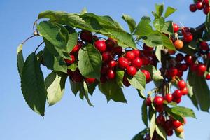 Branches with red cherry fruits on a blue sky background