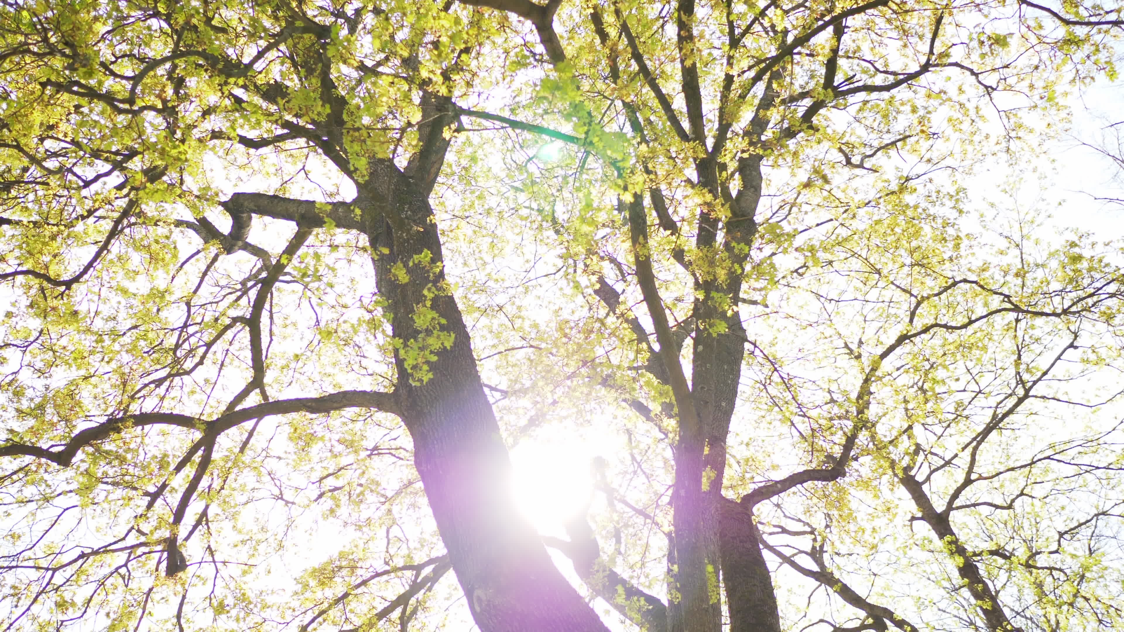 Sunny Stock Video Footage for Free Download
