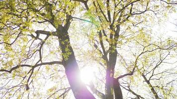 zon door een groene boom in het park in een klein stadje op zonnige dag video