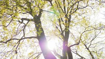 sol genom ett grönt träd i parken i en liten stad på en solig dag video