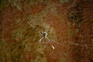 Flower behind Spider Web photo