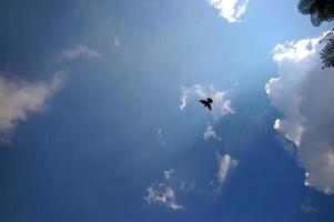 Silhouette of Bird fry under the blue sky photo