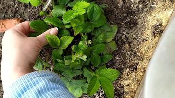 aardbeien snoeien. de vrouw werkt in de tuin. video