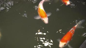 carp fish or koi fish video