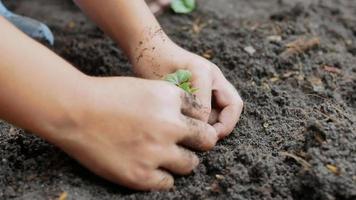 close-up da mão da criança, plantando uma muda no quintal.