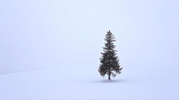 Tree and Branch stand with snow in winter video