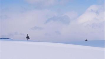 albero e ramo con neve in inverno video