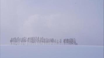 árvore e galho com neve no inverno video