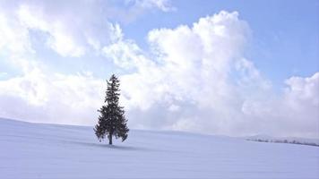 árvore e galho com neve no inverno video