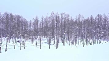 Soporte de árbol y rama con nieve en invierno video