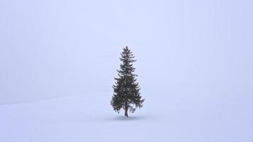 Soporte de árbol y rama con nieve en invierno video