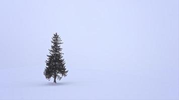 albero e ramo con neve in inverno video